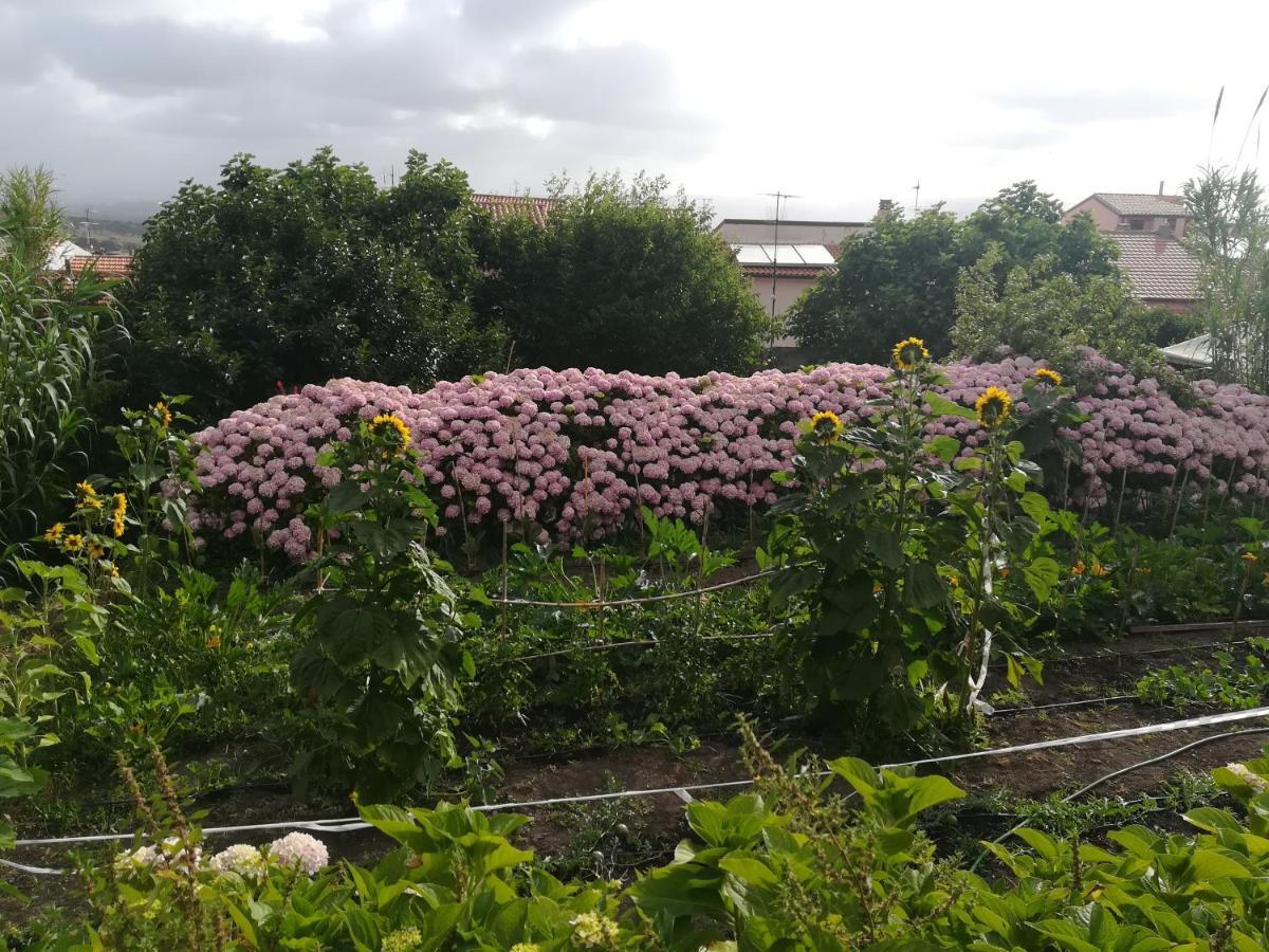 Affitta Camere Casa Delle Rose Villanova Monteleone Екстер'єр фото